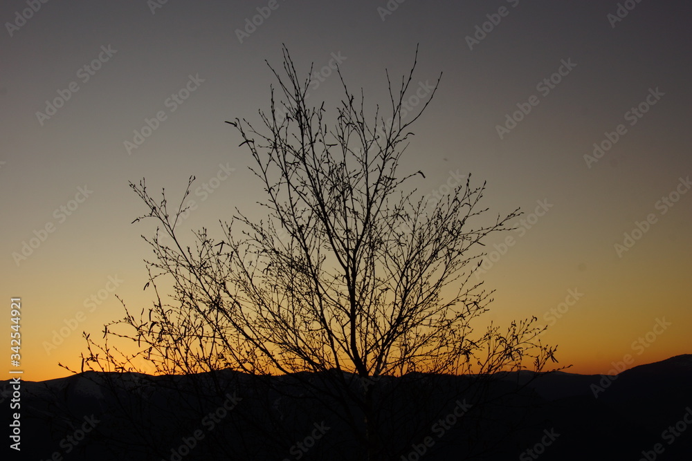 Baum am Berg kurz nach Sonnenuntergang. Baum am Berg kurz nach Sonnenuntergang.
