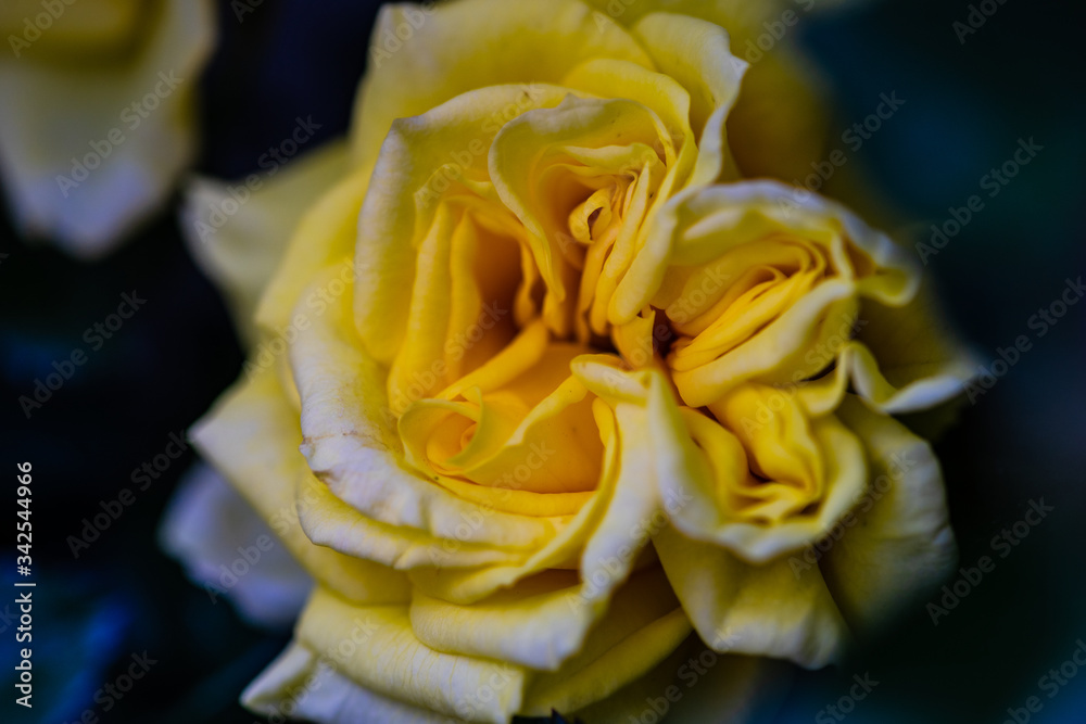 Yellow roses on bush in a garden Yellow roses on bush in a garden