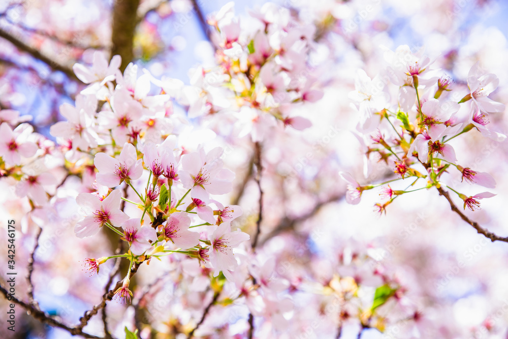 cherry tree blossom, sakura flowers, pink spring seasonal floral background
