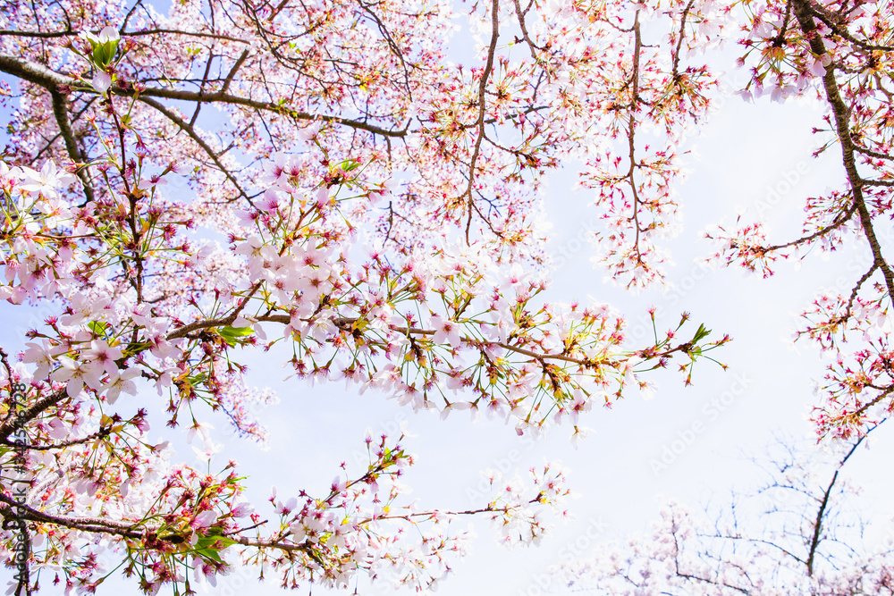 Pink cherry blossom sakura flowers blossoming in spring