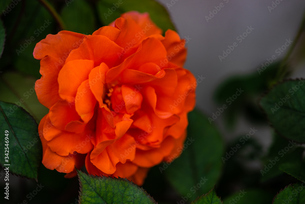 Blooming rose bush