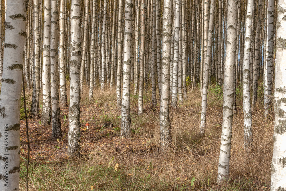 Birch trees with fresh green leaves in autumn. Sweden, selective focus