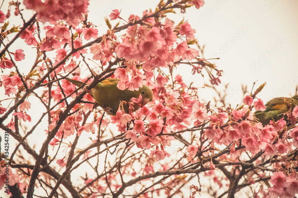 bird on a branch of pink cherry blossom flowers bird on a branch of pink cherry blossom flowers