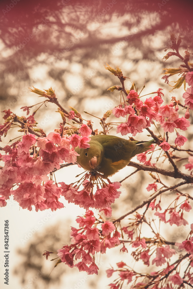 bird on a branch of pink cherry blossom flowers bird on a branch of pink cherry blossom flowers