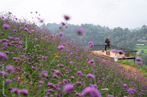 Mon Jam, Picture of tourists taking pictures in the flower garden, Popular tourist destinations in winter, Chiang Mai, Thailand, Nov 11, 2013. photo