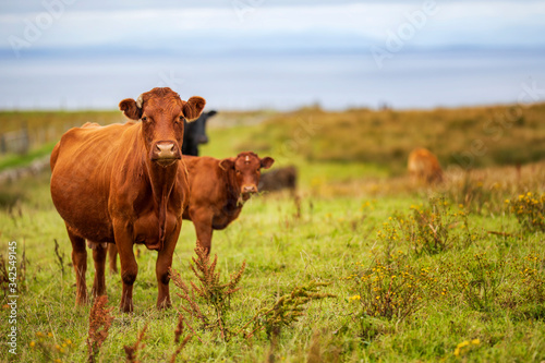 cows in Ireland, lanscape