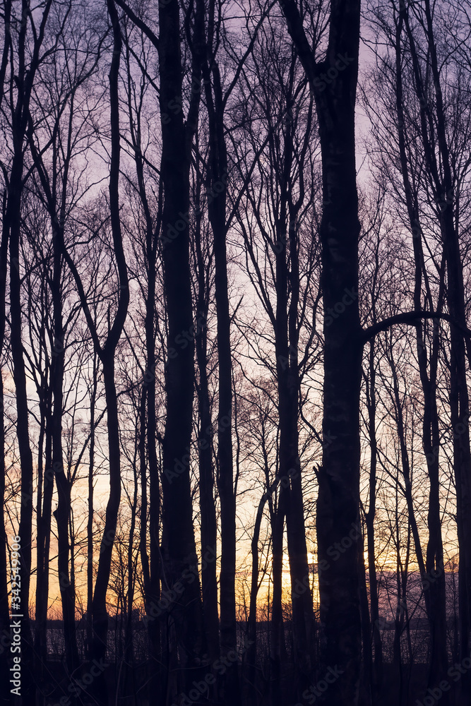 purple sunset and twilight in the forest with tree silhouettes and a lake behind them.
