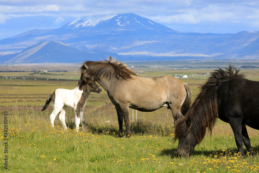 Fototapeta premium Iceland - August 15, 2017: An icelandic foal in a field, Iceland, Europe