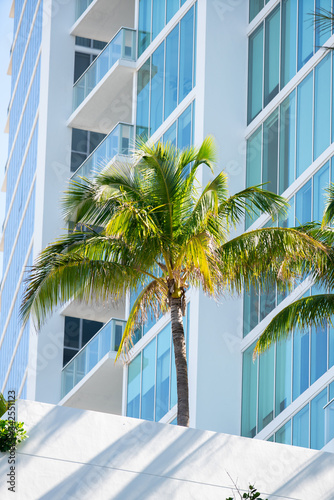 City buildings with a green plush palm tree © Felix Mizioznikov