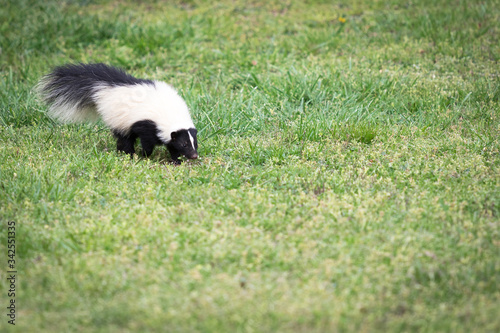 A curious skunk walks through a yard in Southwest Virginia and smells the grass. Skunks are known for their ability to spray a fowl smelling liquid as their defense mechanism.  © Lisa Carter