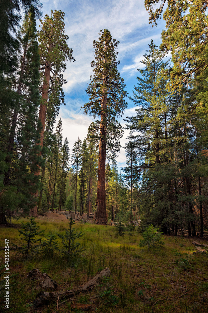 Gigantic Sequoia trees in Sequoia National Park, California USA Gigantic Sequoia trees in Sequoia National Park, California USA