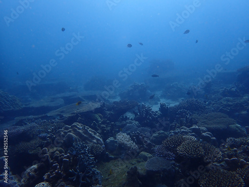 Dusty coral reef © Tom