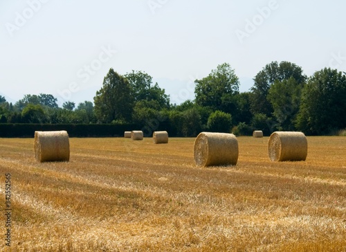 Large round bales of hay scattered over a field in bright sunny weather on a summer day