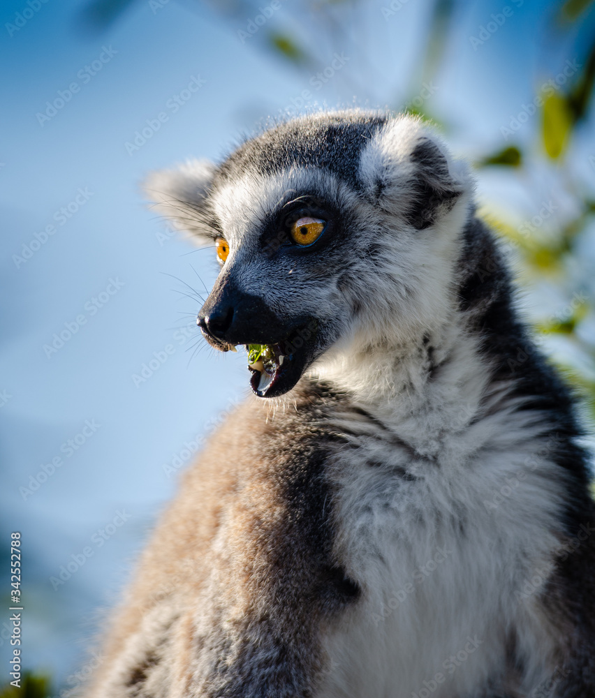 Obraz premium Close-up of wild ring-tailed Lemur in Madagascar