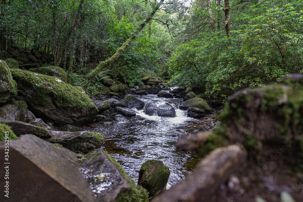 Creek in the middle of a beautiful promontory with green thick vegetation in the Irish countryside