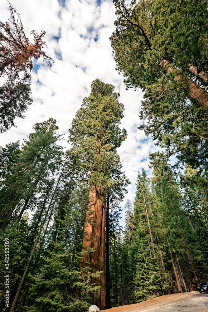 Fototapeta premium View at Gigantic Sequoia trees in Sequoia National Park, California USA 