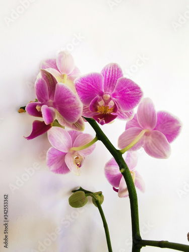  pink orchid flowers on a white background