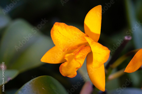 Closeup of a Rhyncattleanthe Orquidistas de Borinquen flower 

 photo