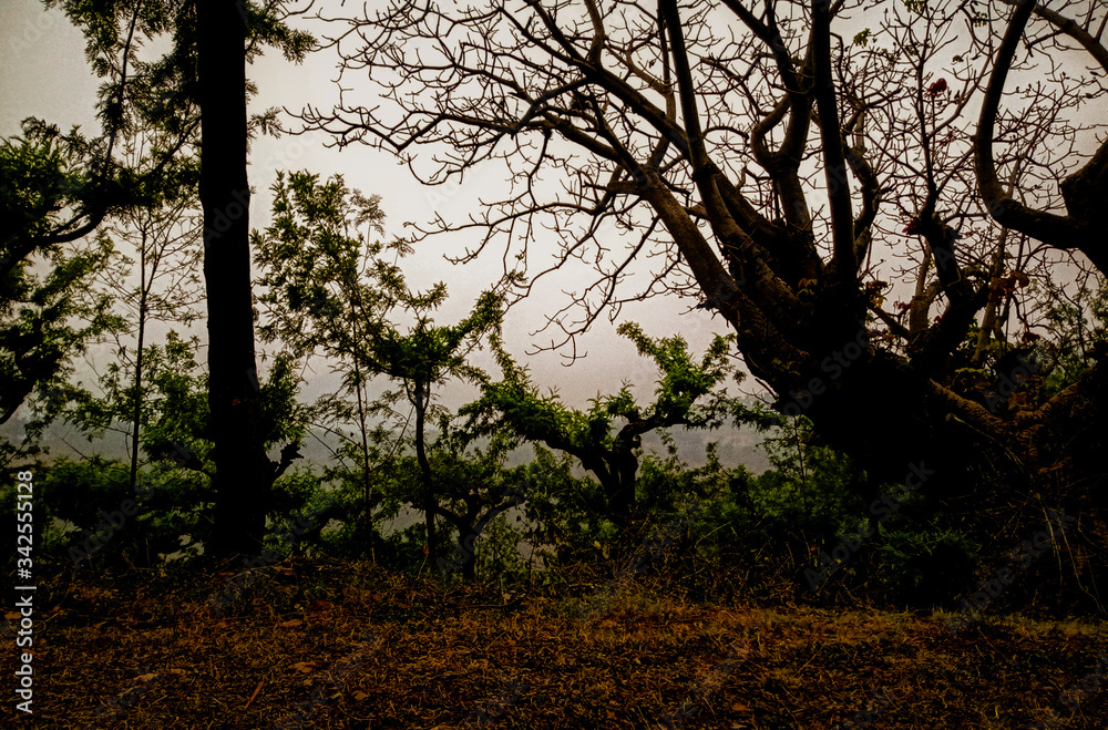 Fototapeta premium trees at sunset