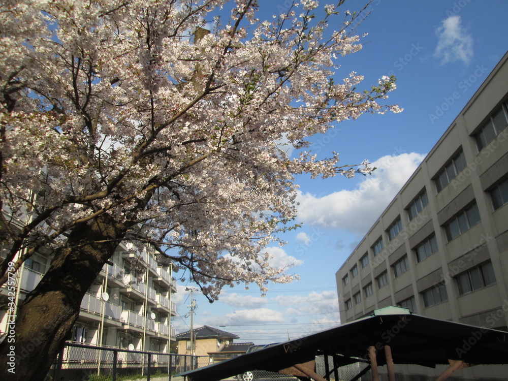 桜と青空 桜と青空