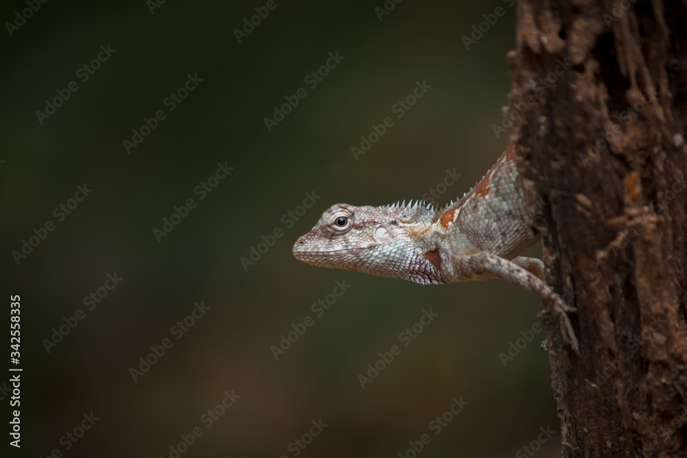 Obraz premium Wild chameleon