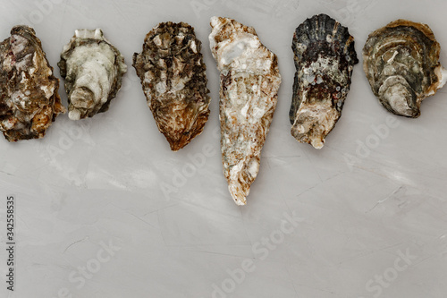 Oysters on gray background. photo