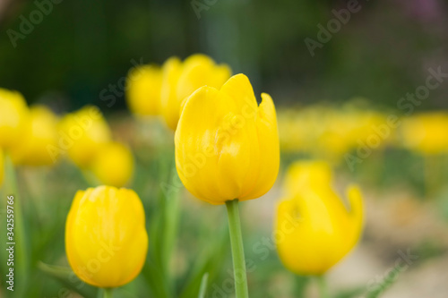 Yellow tulips in drops of dew or rain