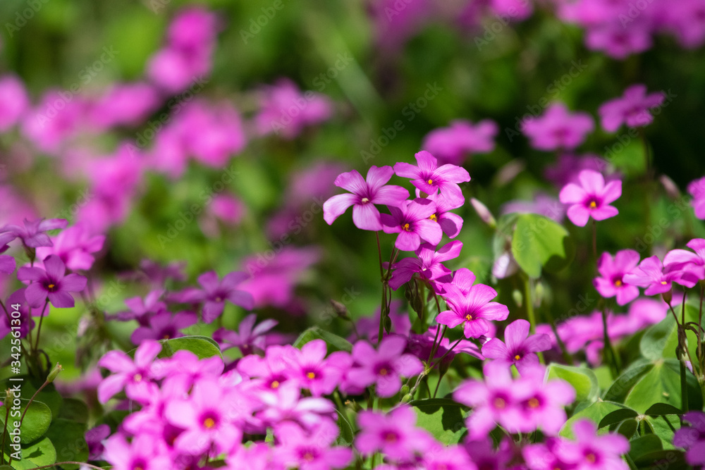 Pink clover background image