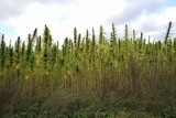 Marijuana plants at outdoor cannabis farm field. Background of Thick Cannabis Plants Growing outdoor with Big Marijuana Buds