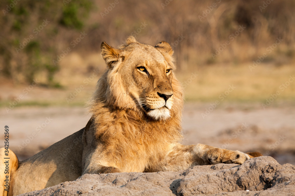 Obraz premium Lion at waterhole