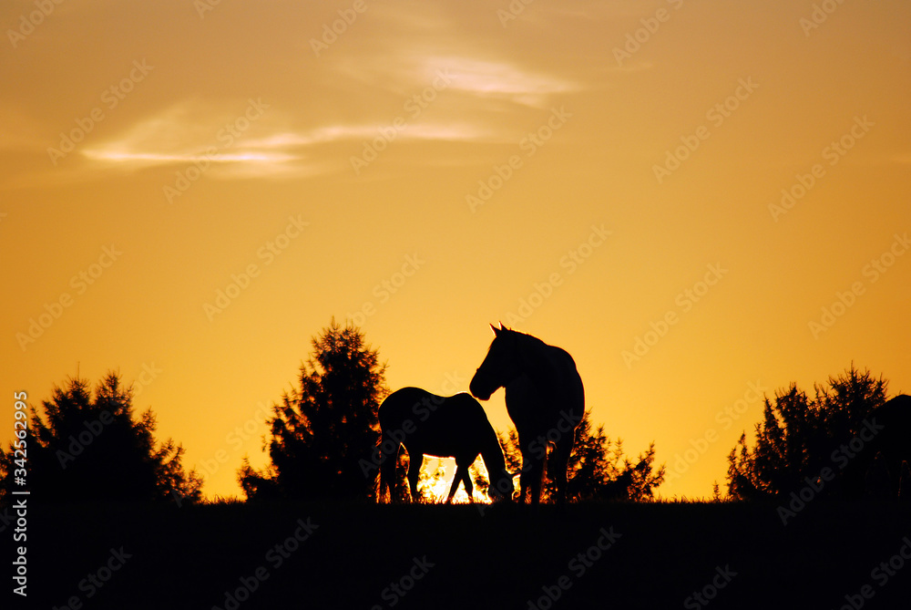 Sunrise on a horse farm
