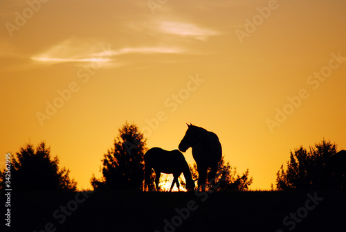Sunrise on a horse farm © kirkikis