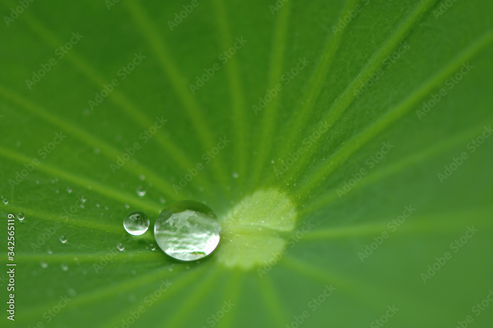 Water droplets on the lotus leaf Water droplets on the lotus leaf