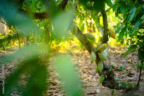 Chocolate tree ( Theobroma cacao ) with fruits bokeh background