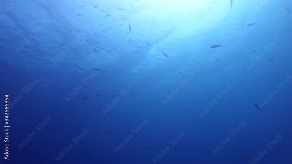 Abstract underwater background. Blue water.