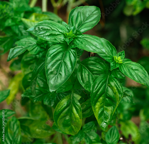 fresh basil leaves in the garden