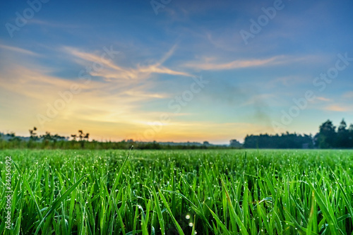 Rice fields, terraces, plantation, farm. An organic asian rice farm and agric...