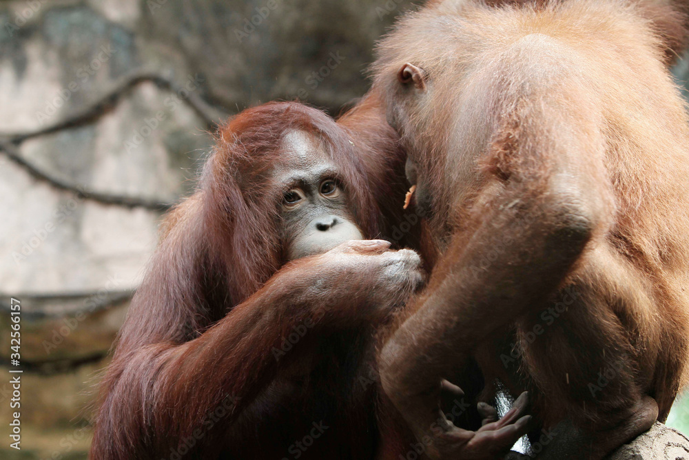 Naklejka premium lovely