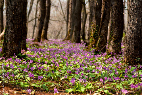 森の中のカタクリの花の群生