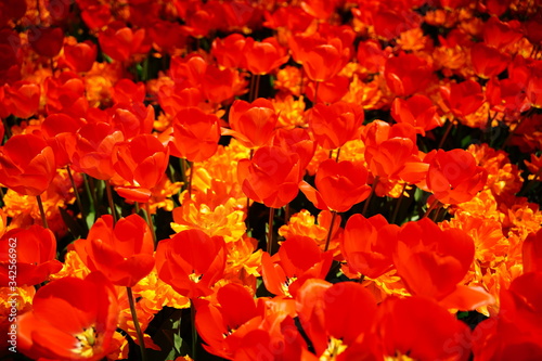 カラフルなチューリップのお花畑