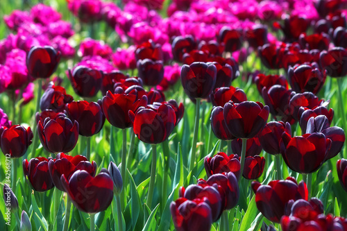 A field of black tulips in the sunlight. In spring, beautiful dark tulips bloom in the garden. Black tulips close-up as a background for printing, decor, Wallpaper, posters.
