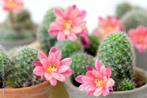 Group of small pot of Rebutia hoffmannii. photo