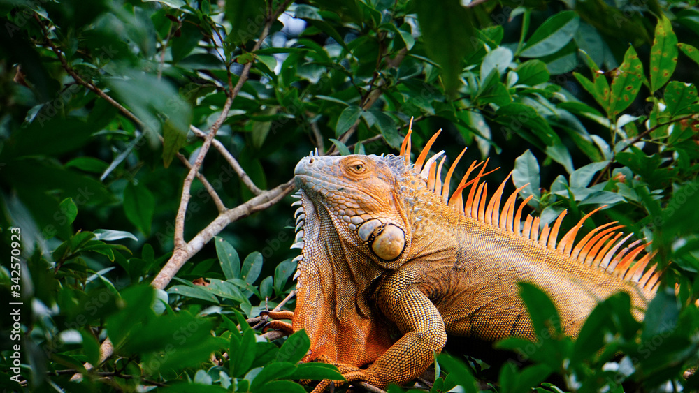 Naklejka premium Iguana in Tree
