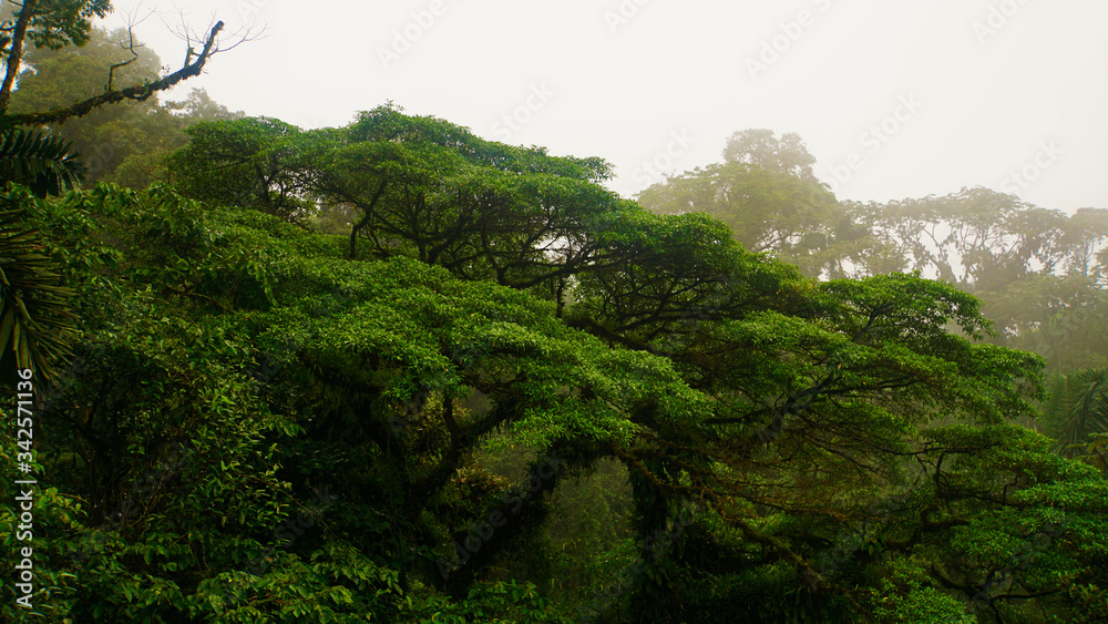 Rainforest Costa Rica