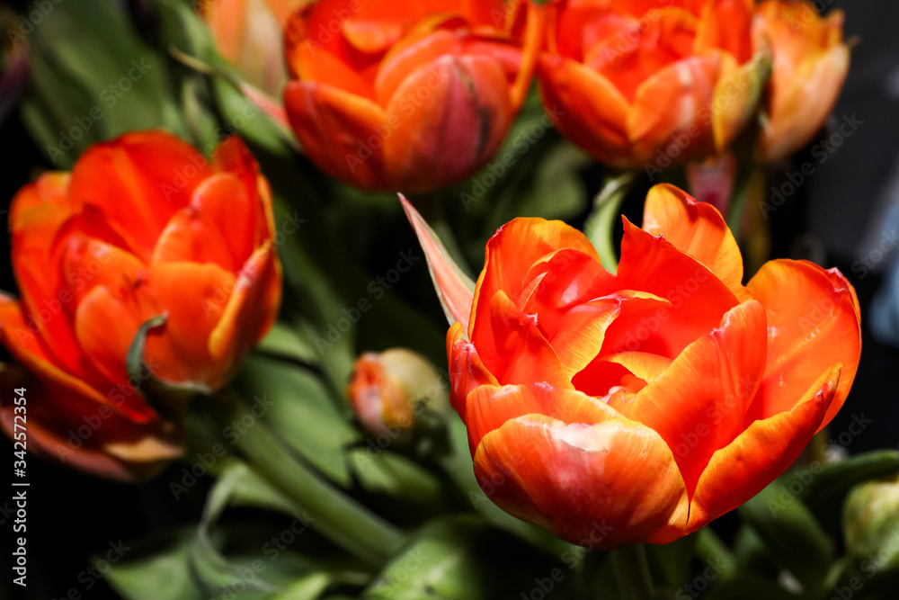 Bright red and yellow tulips, vibrant colours. Bright red and yellow tulips, vibrant colours.