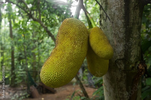 Group of Jackfruit Growing on a Tree in the Forest of Pulau Ubin Island  Singapore