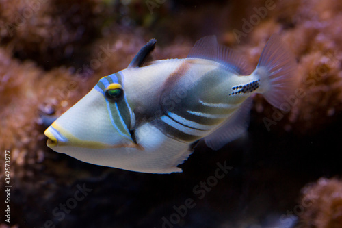 Lagoon triggerfish (Rhinecanthus aculeatus). photo