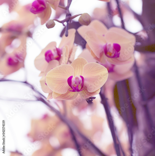 pink orchid isolated on blur background.