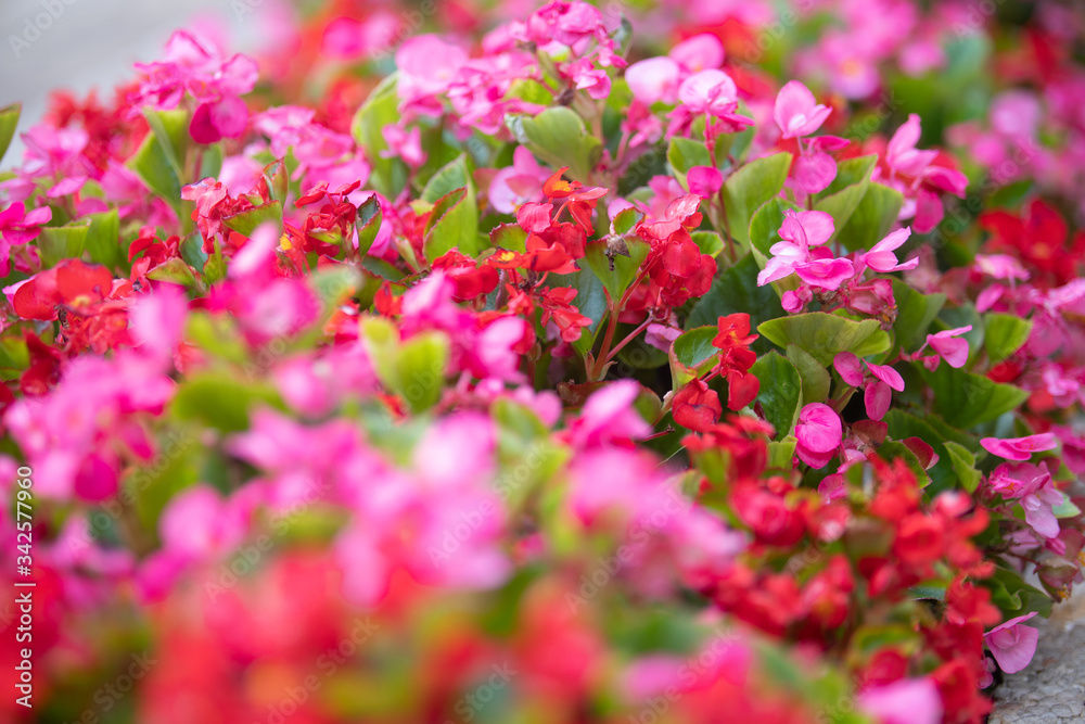 flowers in spring time flowers in spring time