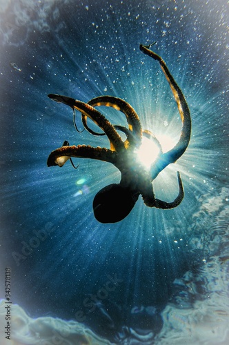 amazing octopus photo with shining sun rays 